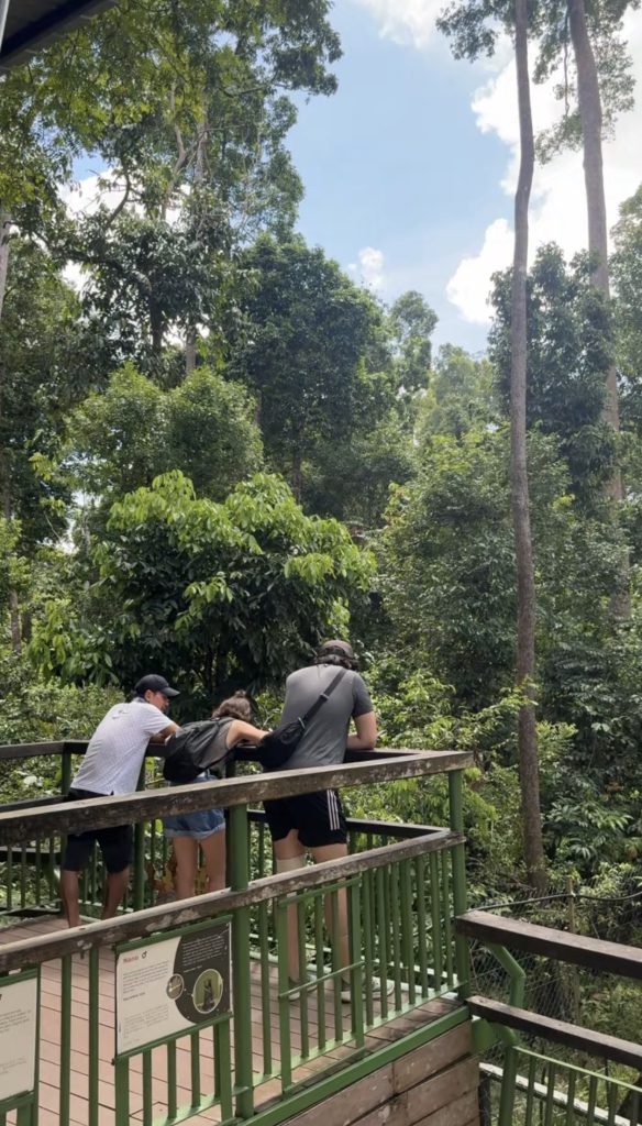 Beruang Matahari